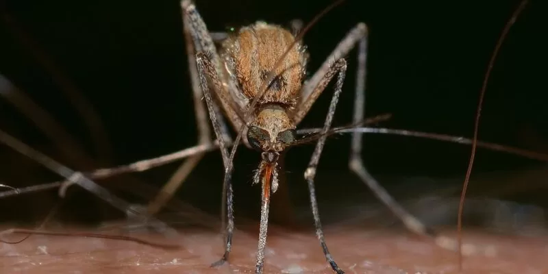 na komary