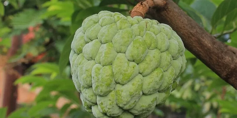 najzdrowsze produkty świata